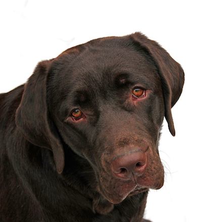 sudden blindness in dog sudden blindness in dog